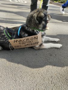 chien avec une pancarte "Macron toutou des patrons"